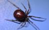 Steatoda grossa